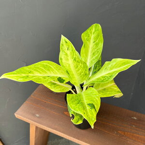 ϗtA/AOIl}FThbv@3.5|bg