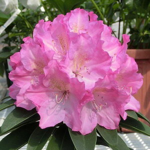 Ԗ ؂̕c/mVNiQFu~[3.5|bg