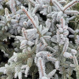 Ԗ ؂̕c/sZAvQXivQXgEqjFw~[7|bg40cm