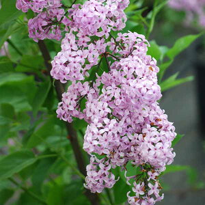 Ԗ ؂̕c/qCbNFCbNTf[4|bg*