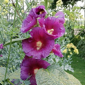 Ԃ̕c/AZAi^`AICjFp[vC3|bg