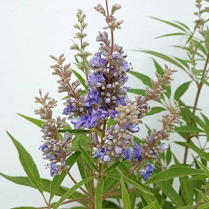 Ԗ ؂̕c/mjW{NFf^u[Xiԁj3.5|bg