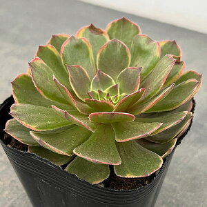 ϗtA/AGIjEFAi 3.5|bg