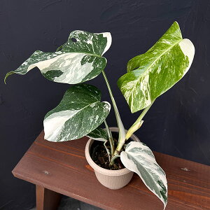 ϗtA/XeF{VMA[ioGK[^ij@425-07