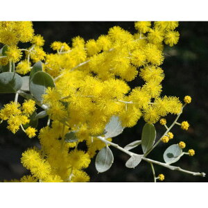 Ԗ ؂̕c/AJVAFp[AJVAi|_[tHAj3|bg