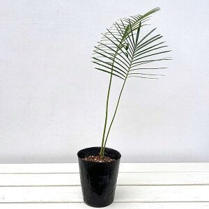 ϗtA/TCJXFsp.^CVo[4|bg