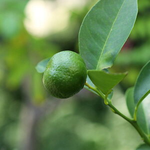 ʎ̕c/Ru~JioC}bNj4|bg