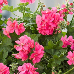 Ԃ̕c/ACr[[jEFAC[_@[YsN3.5|bg