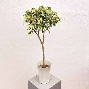 �ϗt�A��/[�I���Z�[��]�x���W���~���F�X�^�[���C�g�r���[�e�B�[�N�B�[�� 5�����A��