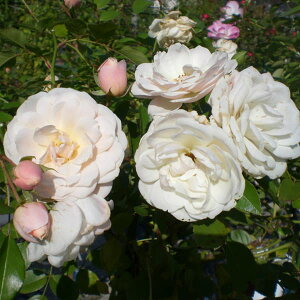 o̕c/lG璆փoFGuEACXo[Oc