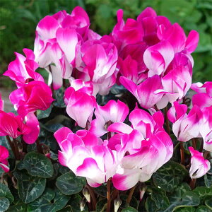 Ԃ̕c/VNFt[W@p[v3O|bg