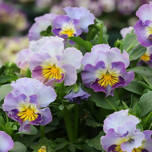 Ԃ̕c/MSKK[fփtWrIFt[cJNe u[x[VF[N3|bg