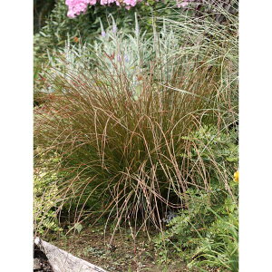 Ԃ̕c/JbNXFekCN~X6|bg