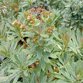 草花の苗/ユーフォルビア：レッドウイング4号ポット