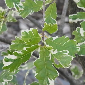 Ԗ ؂̕c/CMXiFAQeI}Mi[^6|bg