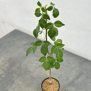 ϗtA/R~tHFvgCtHA@2.5A