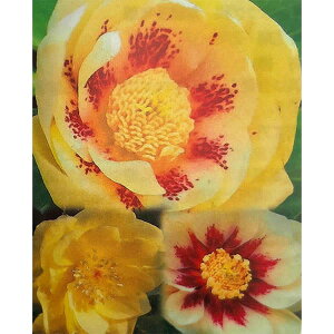 ]c|̃NX}X[YF_uS[hn3.5|bg