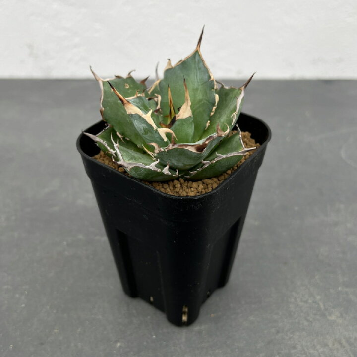 楽天市場】観葉植物/[ザ・ファームセレクト]アガベ：チタノタ ハデス 3  