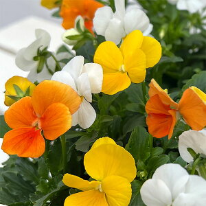 Ԃ̕c/[]rIFXC[c~bNX@ptFEgsJ4|bg 15Zbg