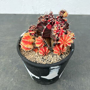 ϗtA/T{eFMmJLE@nCubh@524-14