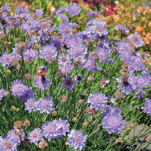 ���Ԃ̕c/�R���p�N�g�X�J�r�I�T�F�N�h�u���[3���|�b�g