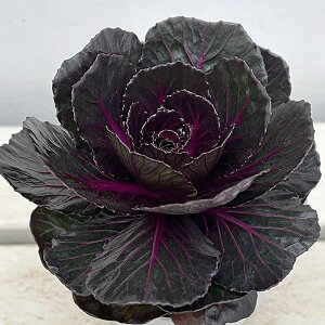 Ԃ̕c/n{^FqubNp[iۗtj3-3.5|bg