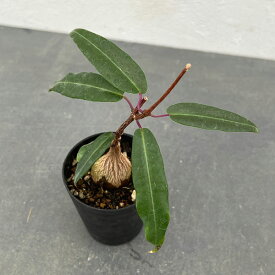 観葉植物/ペトペンチア：ナタレンシス 2.5号鉢植え