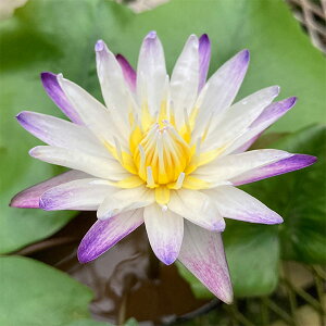 Ԃ̕c/i킯jMуXCFp[vWC7|bg