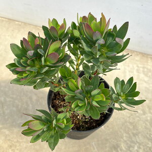 Ԗ ؂̕c/[JfhFT}[t[@5A*