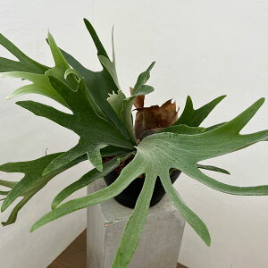 �ϗt�A��/�r�J�N�V�_�i�R�E���������j�F�l�U�[�����h8�����A��