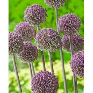 Ԃ̕c/AEFT}[h}[4.5|bg