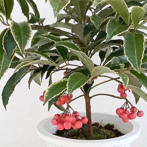 Ԗ ؂̕c/i}EjFRiVcPTiCjsN5A