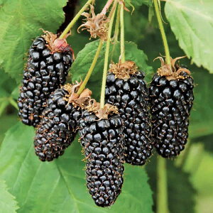 ʎ̕c/LC`Si؂jFubNx[@W{\[X3.5|bg