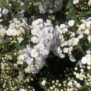 Ԗ ؂̕c/Rf}Fd炫ł܂3|bg