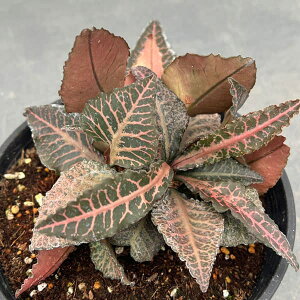 ϗtA/[tHrAFtRCV[@525-07