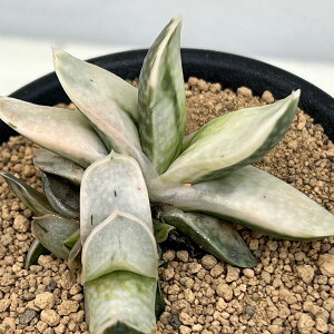 ϗtA/[IZ[]KXeAF̕xm 3A