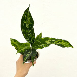 ϗtA/AOIl}FsN^iChtH[j@2.5|bg