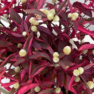 Ԃ̕c/AeiZFt[@R^Lio3|bg