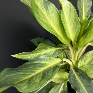 ϗtA/AOIl}FS[Xg2ic[j 5A