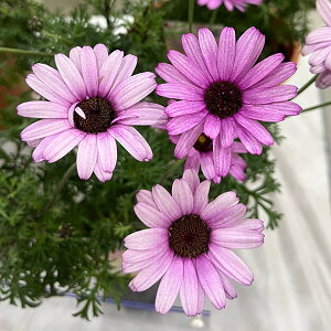 Ԃ̕c/rW[}Fs[`gp[Y3-3.5|bg 6Zbg