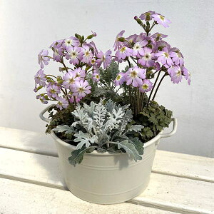 Ԃ̕c/G߂̃~j񂹐AFvF_iEiTN\EjER[W[|bg