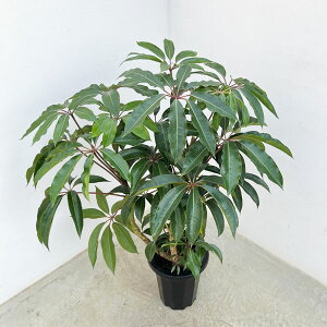 ϗtA/cs_TXiVFtEsbNjȂdā@8A