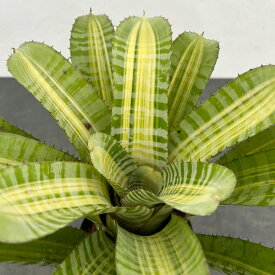 観葉植物/エクメア：ビスタ　5号鉢植え