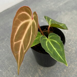 ϗtA/AXEijFSKGVo[×X-one×aff bessae 2.5|bg