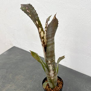 ϗtA/[IZ[]rxMAFpCvC 3|bg