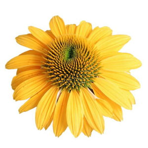 Ԃ̕c/GLiZAF|l[V@CG[@3|bg