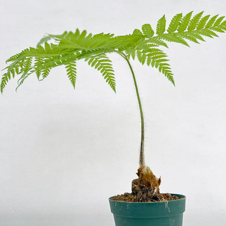 楽天市場】観葉植物/タカワラビ：ゴールデンチャウチャウ 