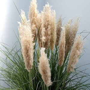 Ԃ̕c/ppXOXF^Cj[ppX8A