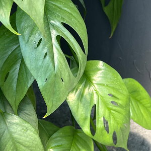 ϗtA/[UEt@[ZNg]GsvkFZuu[itꊔj@8A