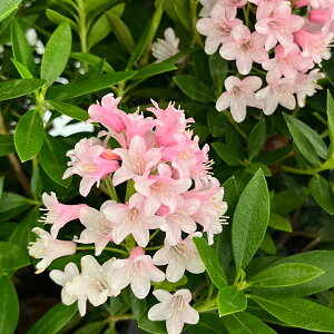 Ԗ ؂̕c/ccWFu[obNXisNj5|bg